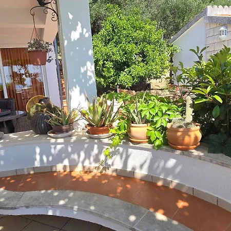 فيلة Noa ماكارسكا